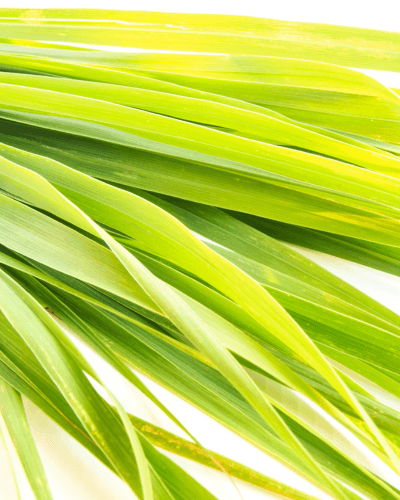 Wild Lemongrass Shower and Hand Wash Gel, 300ml
